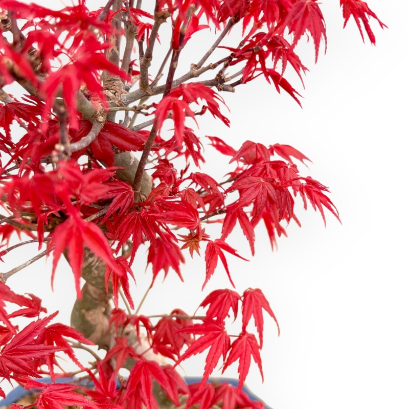 Acer Palmatum Deshojo - Ahorne - 33 cm