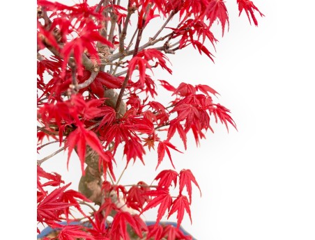 Acer Palmatum Deshojo - Érable - 33 cm