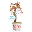 Acer Palmatum Viridis - Maple - 23 cm
