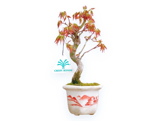 Acer Palmatum Viridis - Esdoorn - 23 cm