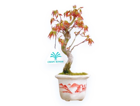 Acer Palmatum Viridis - Acero - 23 cm