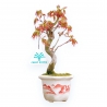 Acer Palmatum Viridis - Acero - 23 cm