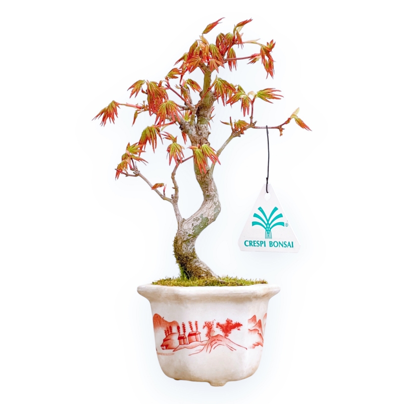 Acer Palmatum Viridis - Acero - 23 cm
