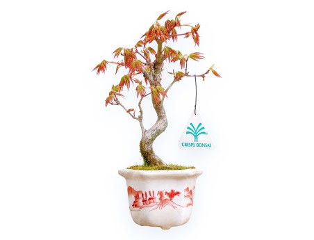 Acer Palmatum Viridis - Érable - 23 cm