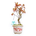 Acer Palmatum Viridis - Acero - 23 cm