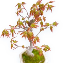 Acer Palmatum Viridis - Acero - 23 cm