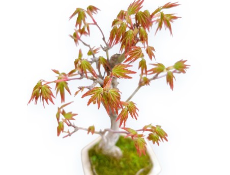 Acer Palmatum Viridis - Acero - 23 cm