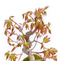 Acer Palmatum Viridis - Acero - 23 cm