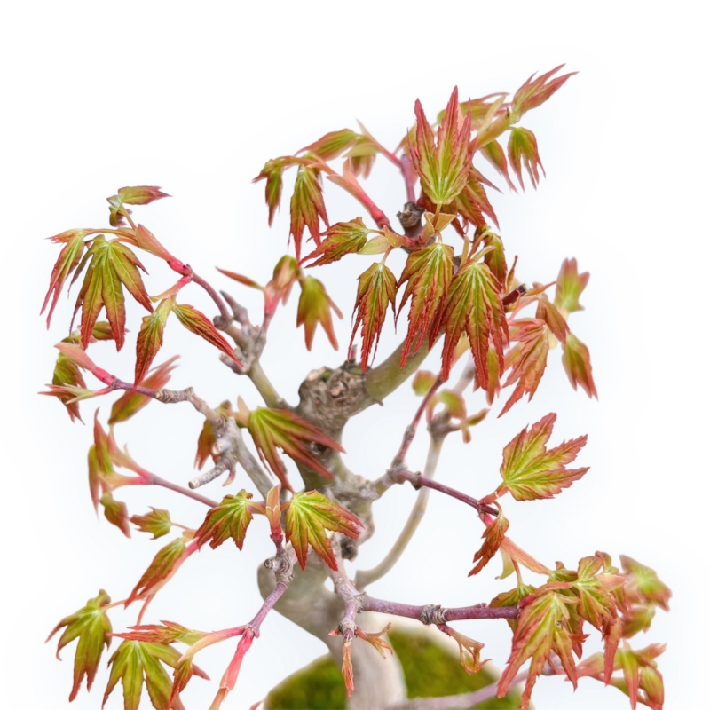 Acer Palmatum Viridis - Acero - 23 cm