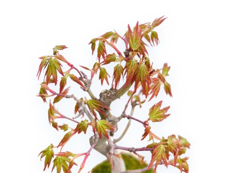 Acer Palmatum Viridis - Acero - 23 cm