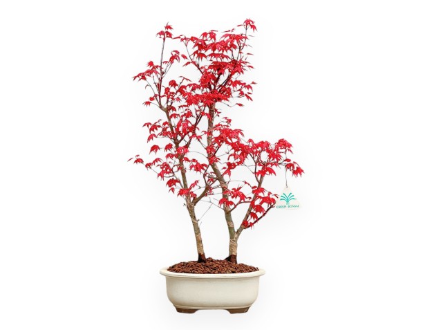 Acer Palmatum Deshojo - Érable - 50 cm