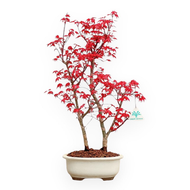 Acer Palmatum Deshojo - Arce - 50 cm