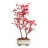 Acer Palmatum Deshojo - Acero - 50 cm