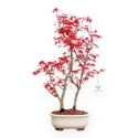 Acer Palmatum Deshojo - Arce - 50 cm