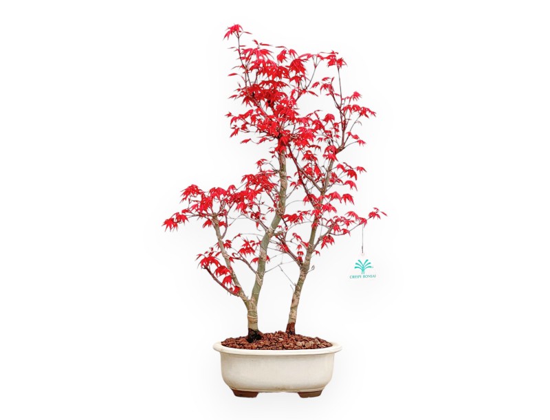 Acer Palmatum Deshojo - Acero - 50 cm