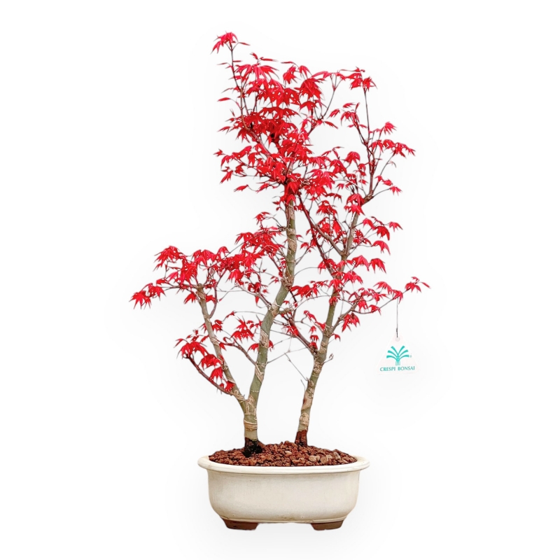 Acer Palmatum Deshojo - Arce - 50 cm