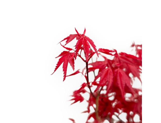 Acer Palmatum Deshojo - Ahorne - 50 cm 2