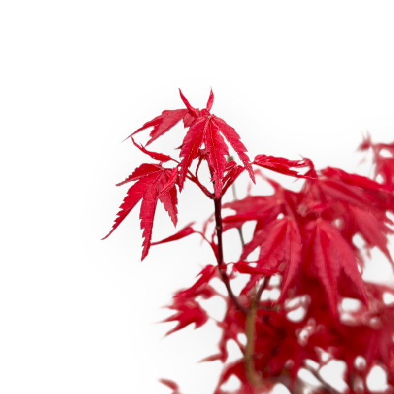 Acer Palmatum Deshojo - Arce - 50 cm