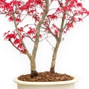 Acer Palmatum Deshojo - Arce - 50 cm