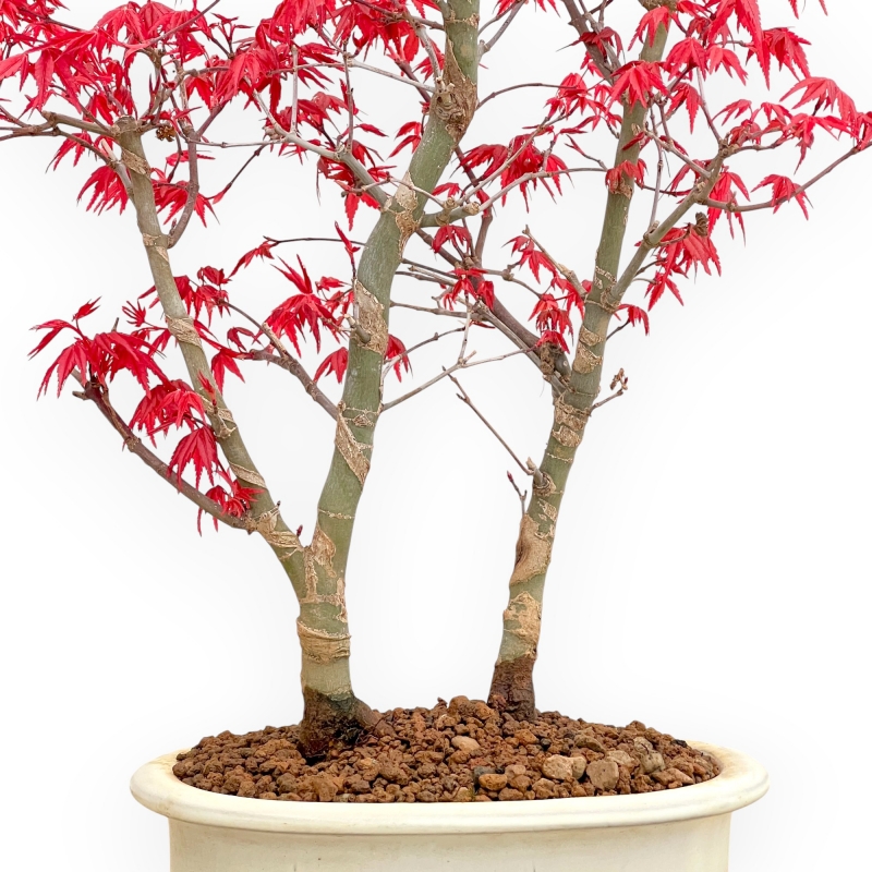 Acer Palmatum Deshojo - Arce - 50 cm