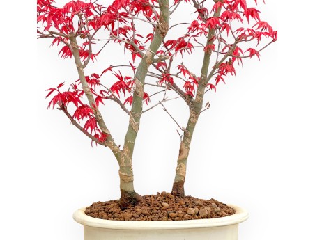 Acer Palmatum Deshojo - Arce - 50 cm