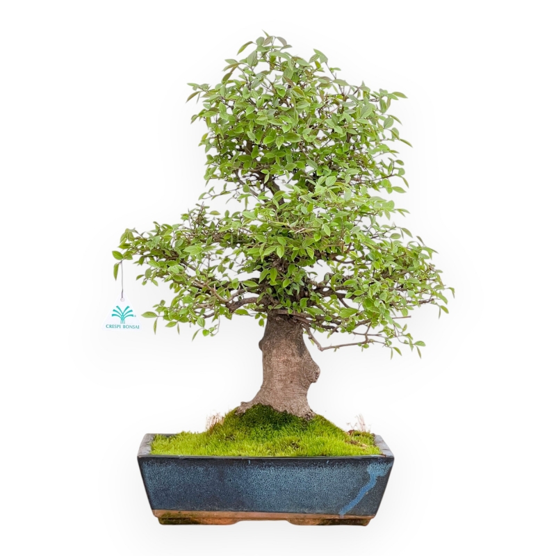 Celtis Australis - Bagolaro - 55 cm