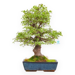 Celtis Australis - European Nettle - 55 cm