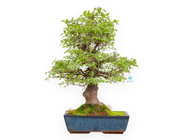 Celtis Australis - Micocoulier de Fabregnier - 55 cm