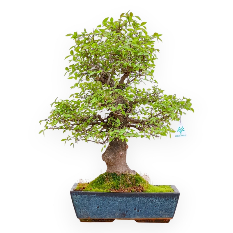 Celtis Australis - European Nettle - 55 cm