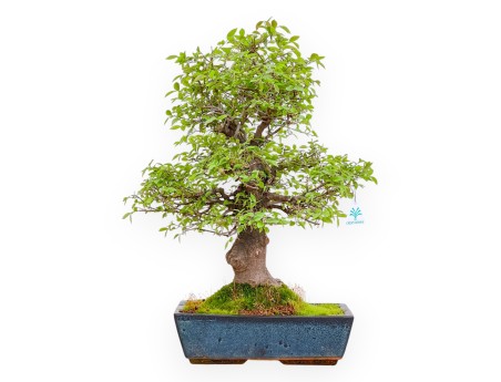 Celtis Australis - Bagolaro - 55 cm