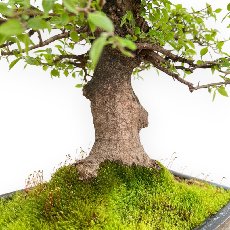 Celtis Australis - Bagolaro - 55 cm