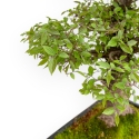 Celtis Australis - European Nettle - 55 cm