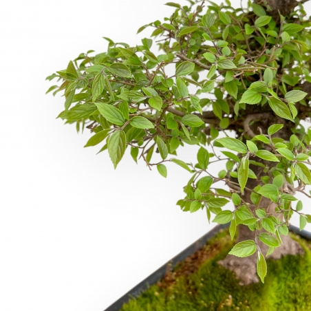 Celtis Australis - Bagolaro - 55 cm