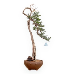 Juniperus Sabina - Juniper - 75 cm