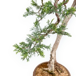 Juniperus Sabina - Juniper - 75 cm