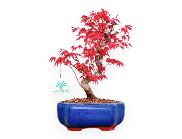 Acer Palmatum Deshojo - Arce - 28 cm
