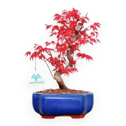 Acer Palmatum Deshojo - Maple - 28 cm