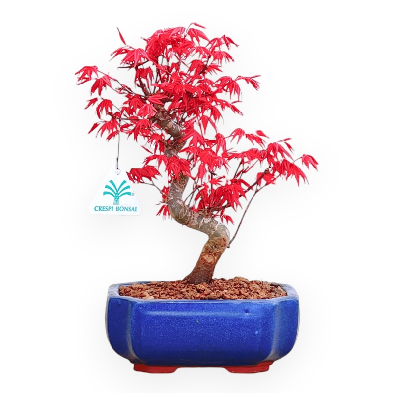 Acer Palmatum Deshojo - Maple - 28 cm