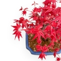 Acer Palmatum Deshojo - Maple - 28 cm