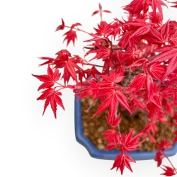 Acer Palmatum Deshojo - Maple - 28 cm