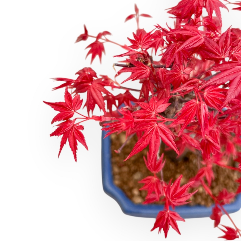 Acer Palmatum Deshojo - Maple - 28 cm