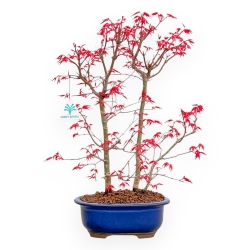 Acer Palmatum Deshojo - Maple - 42 cm