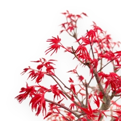Acer Palmatum Deshojo - Maple - 42 cm
