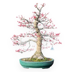 Acer Palmatum Saigen - Maple - 83 cm