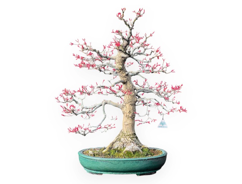 Acer Palmatum Seigen - Ahorne - 83 cm