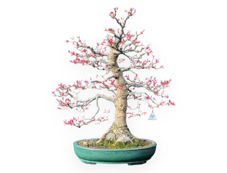 Acer Palmatum Seigen - Ahorne - 83 cm
