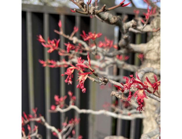 Acer Palmatum Seigen - Érable - 83 cm 2