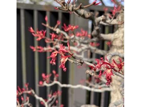 Acer Palmatum Seigen - Ahorne - 83 cm