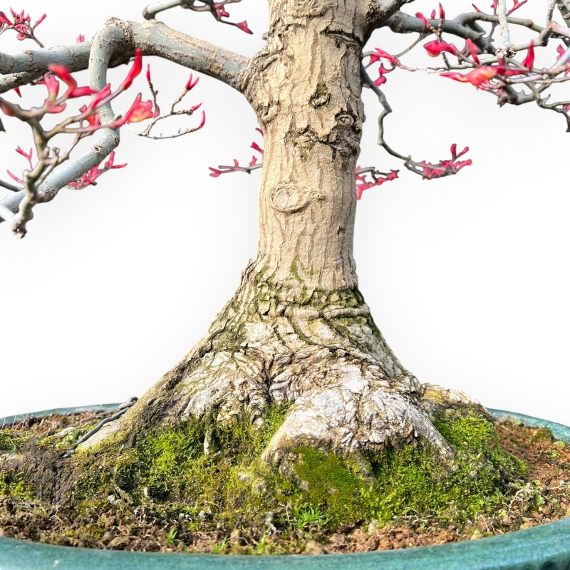 Acer Palmatum Seigen - Ahorne - 83 cm