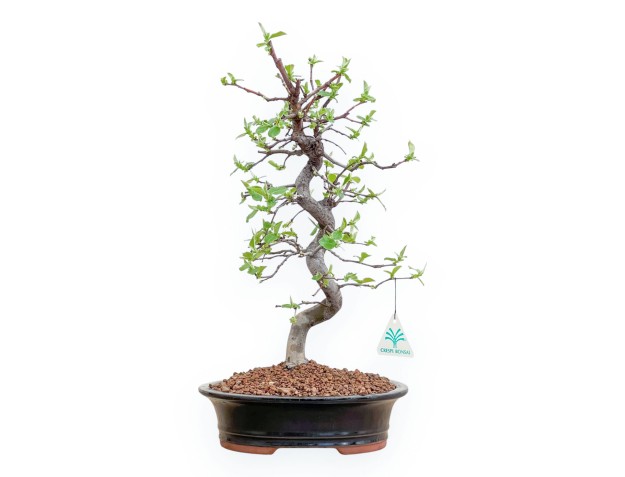 Pseudocydonia Chinensis - Apple Tree - 42 cm
